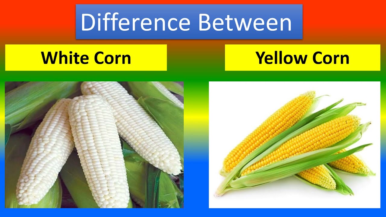 Difference between White Corn and Yellow Corn