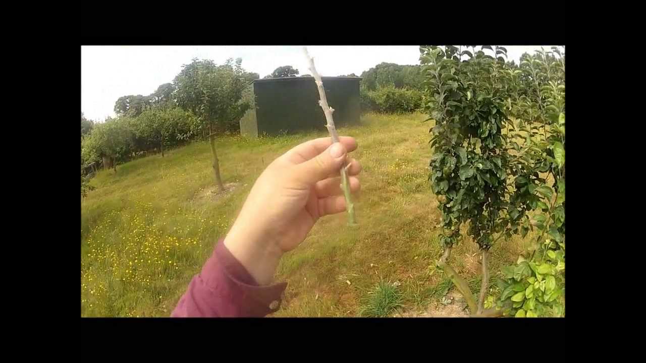Chip budding an apple tree July 2013