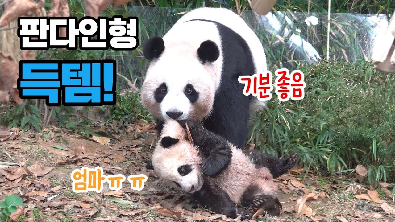 [ENG]★에버랜드 판다월드★ 진심 귀여워요ㅠㅠ 쪼꼬미 푸바오 물그릇에서 목욕하고 엄마한테 목물 당하던 시절! Baby Panda Fu Bao