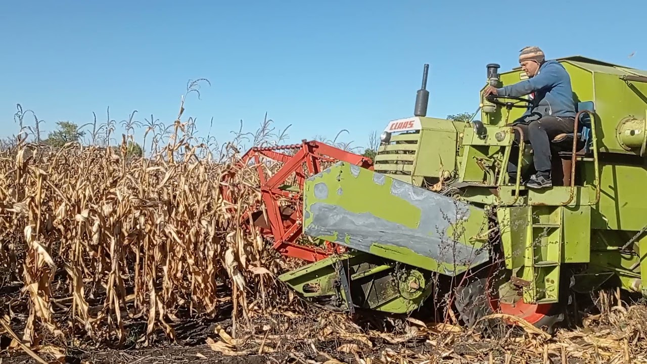 Косим кукурузу мини комбайном  CLAAS 2021