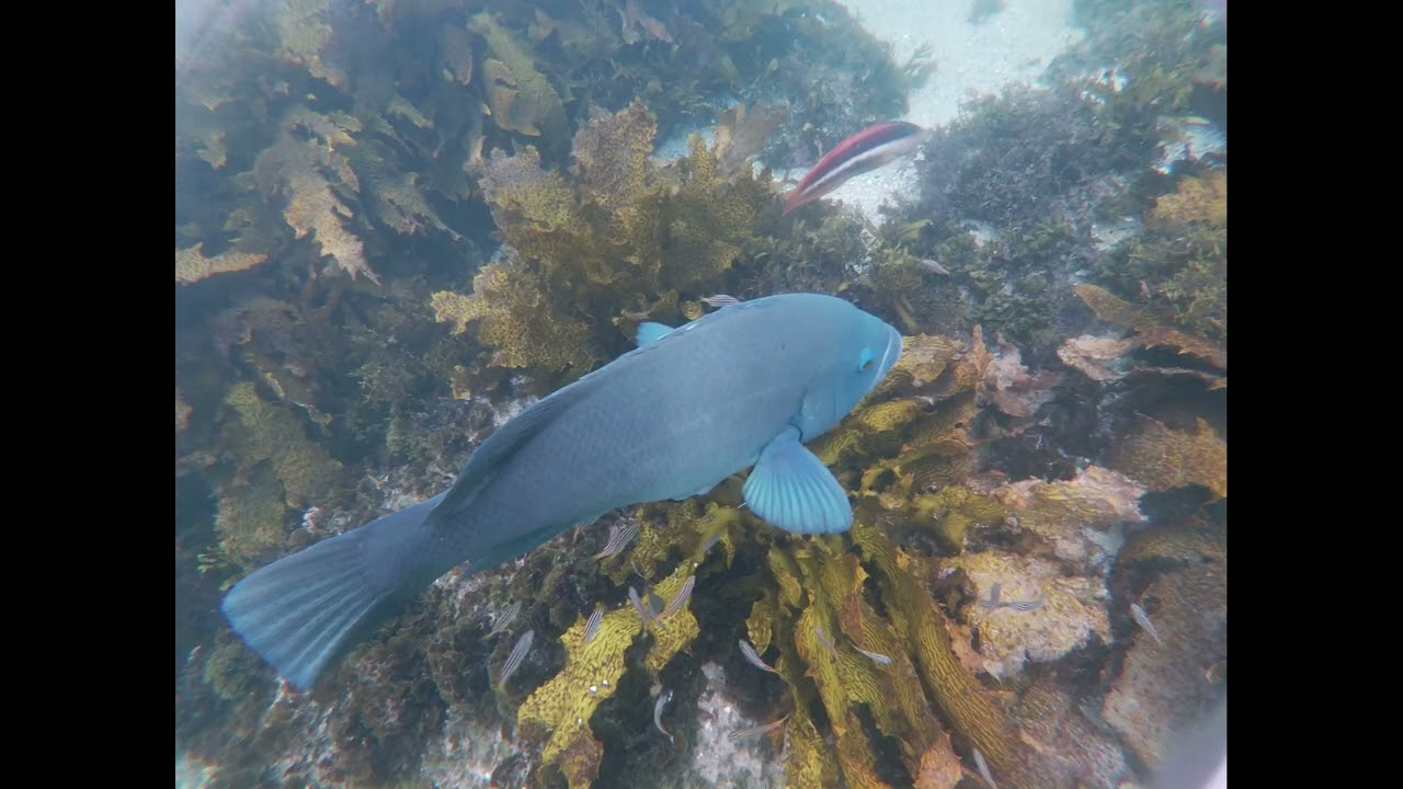 Cabbage Tree Bay Snorkelling 31.12.2023