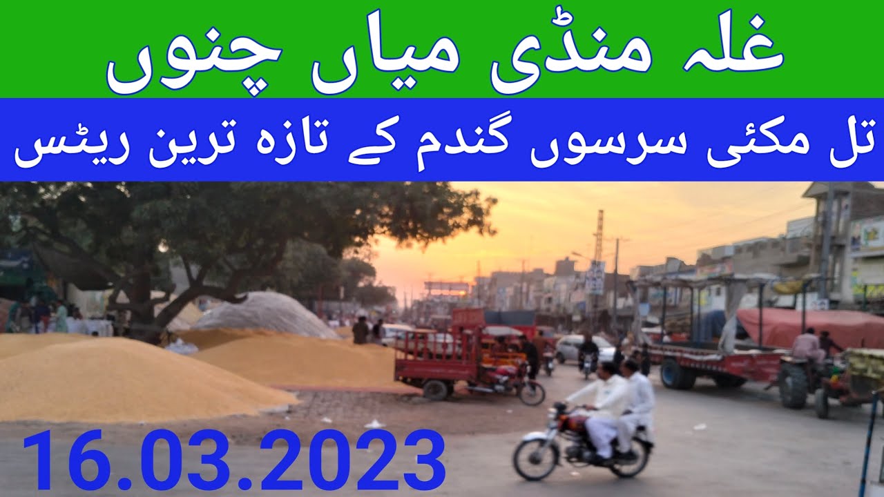 Galla Mandi Mian channu till sarsoo makai gandam rates today