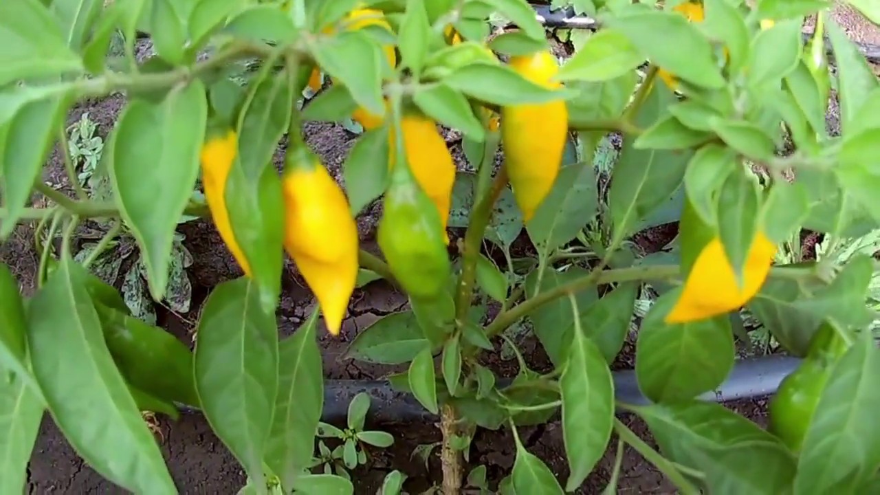 Aji Mochero - Слабо острый сорт перца