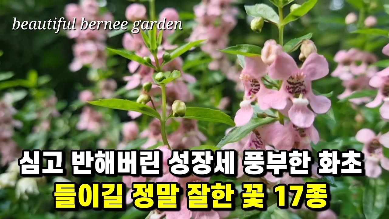 심고 반해버린 성장세 풍부한 화초/ 들이길 정말 잘한 꽃 17종