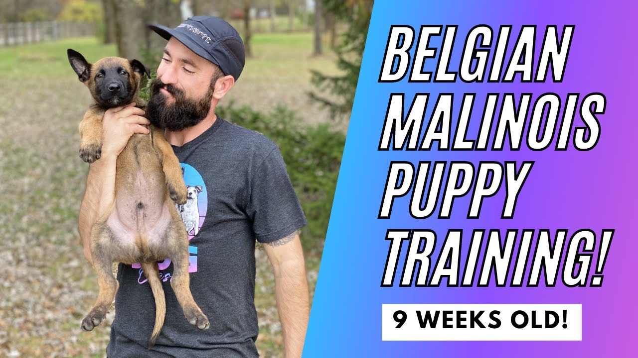 BELGIAN MALINOIS PUPPY TRAINING! 9 WEEKS OLD! // Andy Krueger