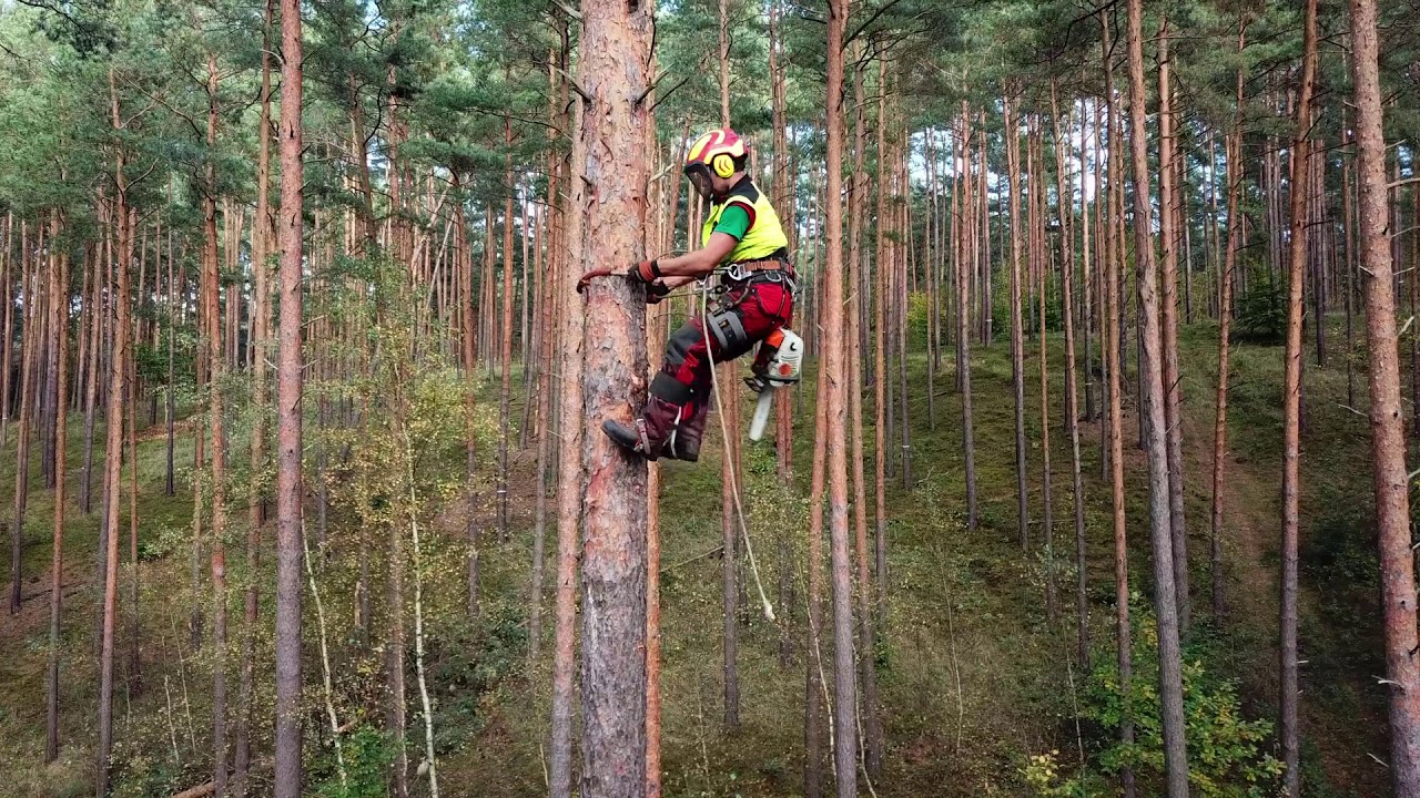 Baum klettern