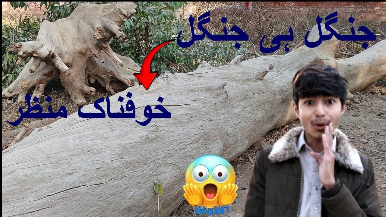 جنگل ہی جنگل خوف ناک منظر اندھیری اور طوفانوں کے کام اللہ اکبر اللہ اکبر 😭😭🤲🤲
