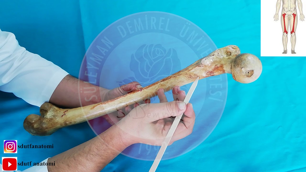 Femur