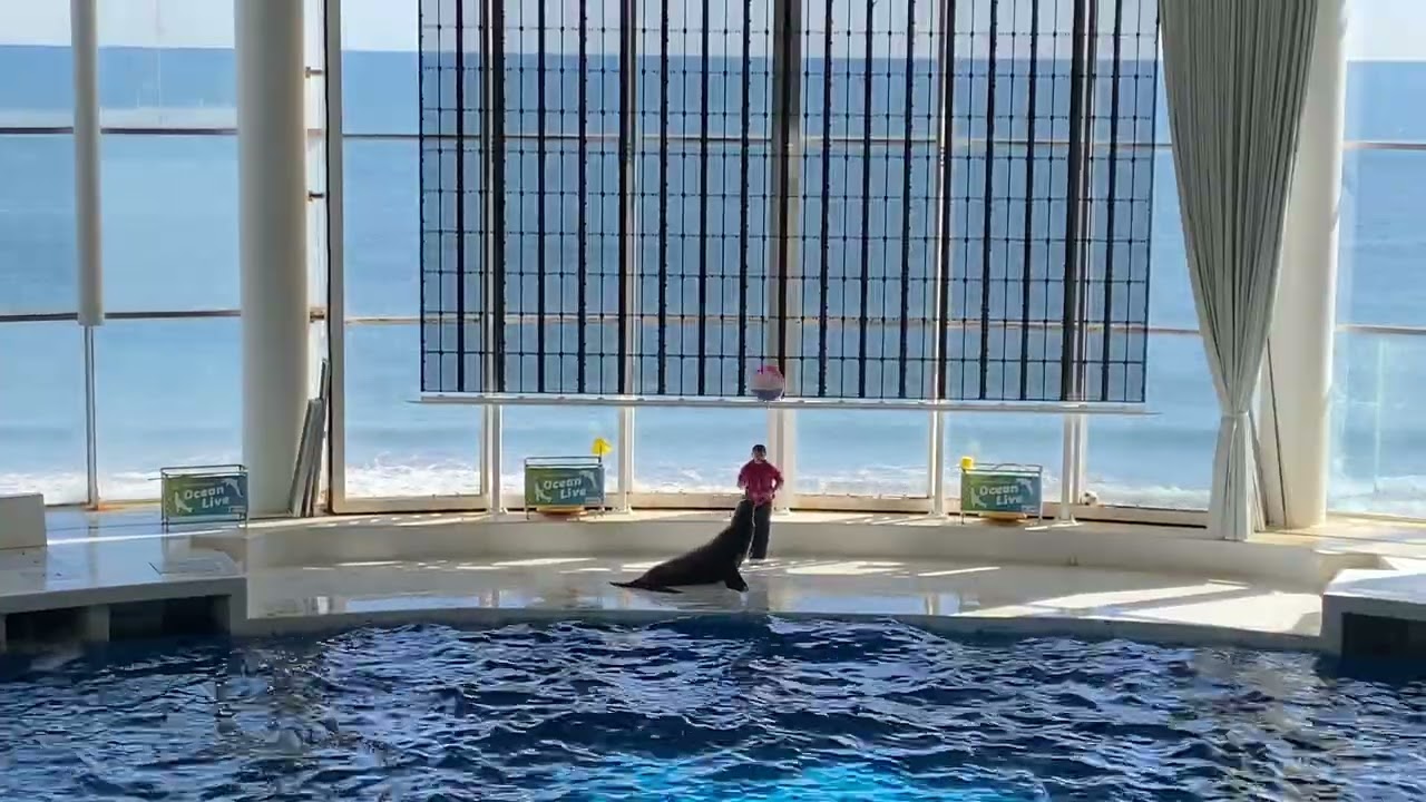 大洗水族館オーシャンライブ　イルカ、アシカショー26/02/19-10:30
