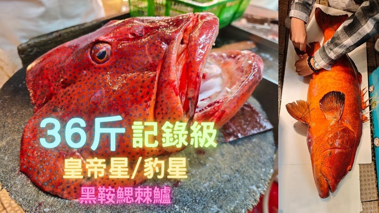 36斤,記錄級皇帝星,成魚又叫豹星,非常罕見❗皮爽肉彈有魚味(黑鞍鰓棘鱸Plectropomus laevis )-fishcutting海鮮~社長遊街市Seafood