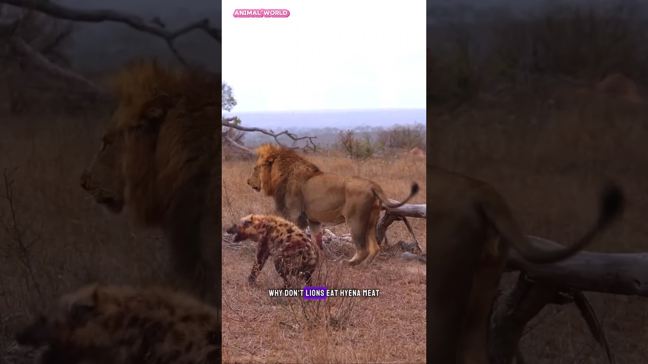 Why don't lions eat hyena meat?  It turns out this is the answer #lion #hyena #animals