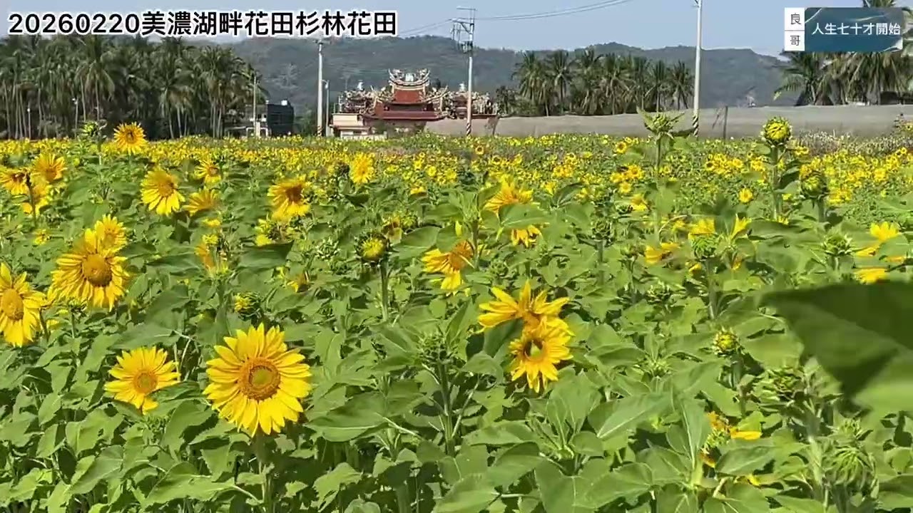 20260220美濃湖畔花田杉林花田