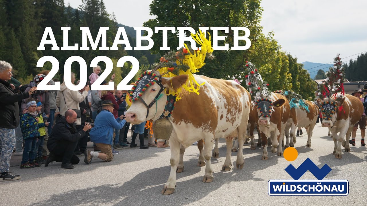 Almabtrieb von der Farnkaseralm | Wildschönau 2022