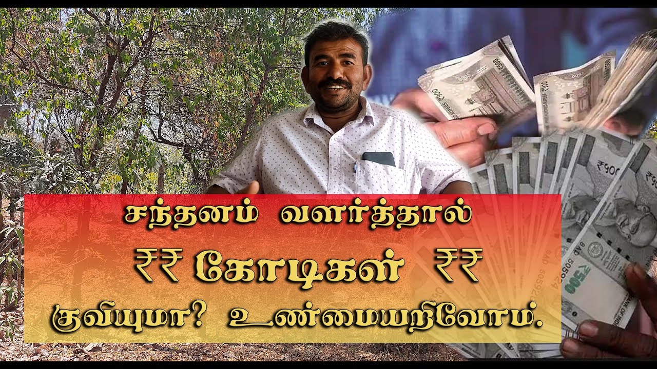 சந்தன மரம் விற்ற விவசாயி அனுபவ பகிர்வு- ஒரு கிலோ ₹300 மட்டுமே | sandalwood farming profit ₹300/ kg