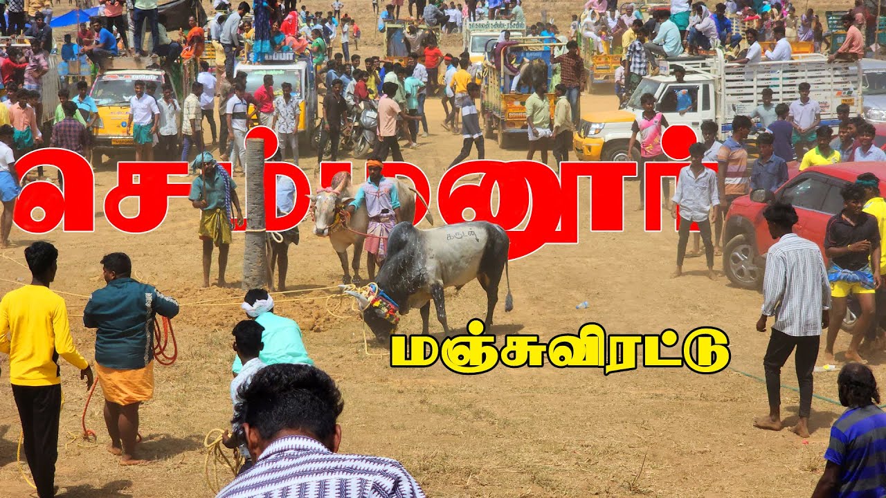 செம்மனூர் மஞ்சுவிரட்டு 2025 | Sembanur Manjuvirattu 2025 | LOCAL MEDIA