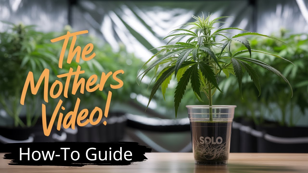 Update #26: Mother Plant Care | How to Up Pot!