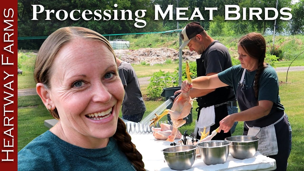 Raising over 100 meat birds for the freezer! Chicken processing and food security.