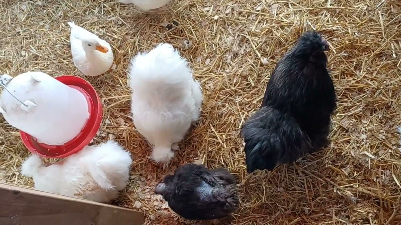 Keeping it black and white color mix (Silkies )