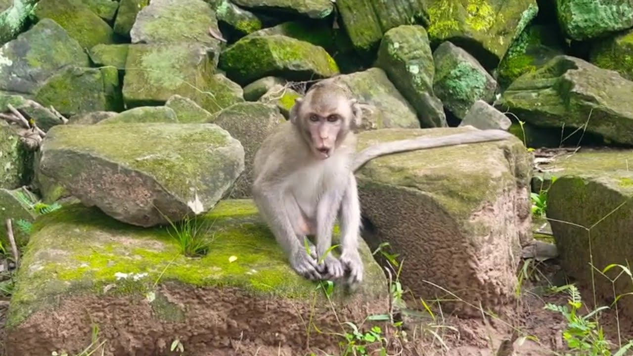 #10 A so hungry baby monkey cry to ask a food