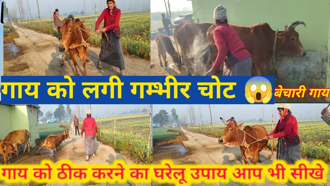 गाय को गम्भीर चोट || Cow Injury 😱|| गाय को ठीक करने का घरेलू उपाय आप भी सीखे |