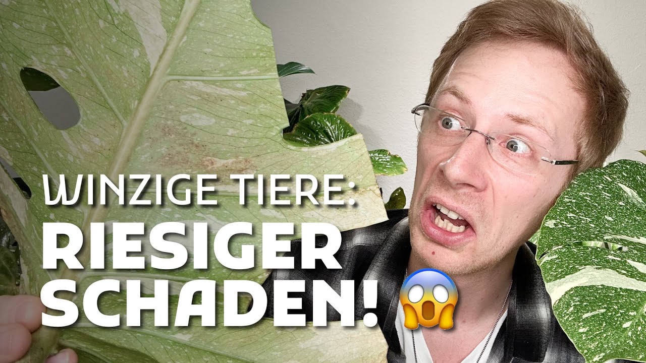 Thripse erkennen & bek&auml;mpfen &ndash; DAS musst du im Fr&uuml;hling tun!