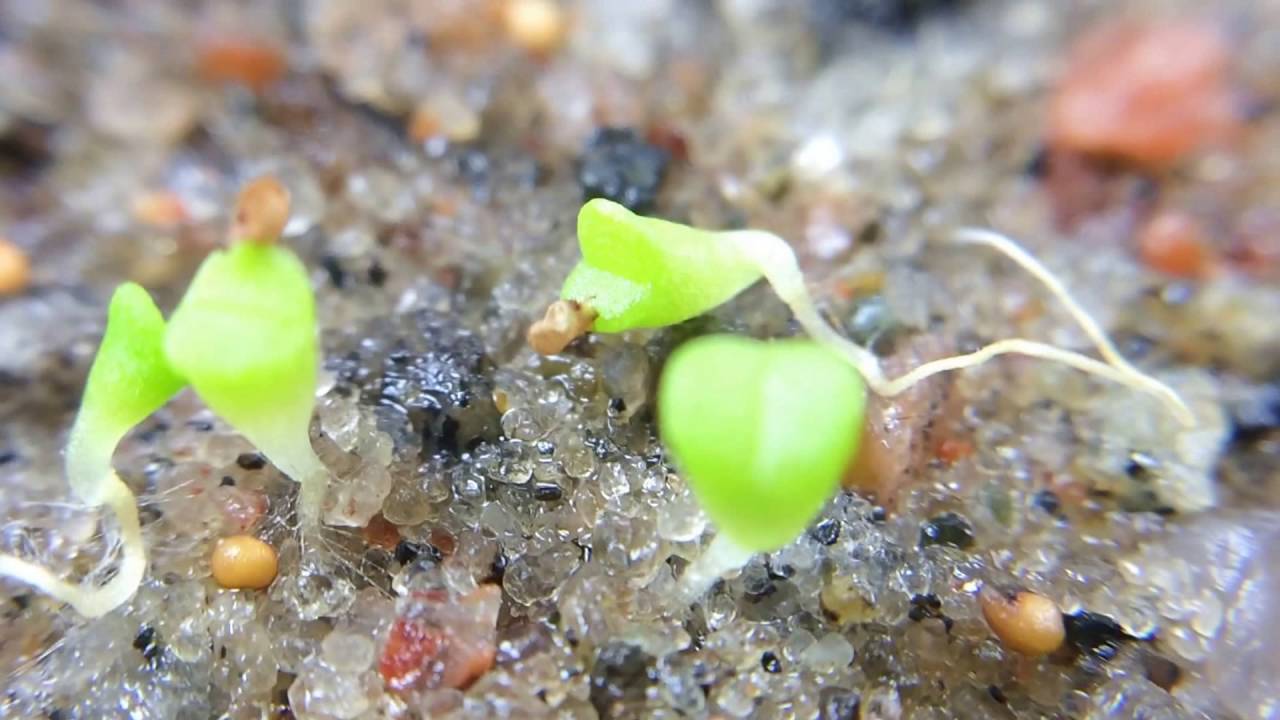 Lithop Seeds Planted 7 Days Ago