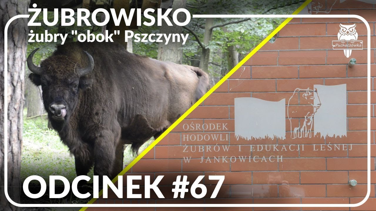 Odcinek #67 - Żubrowisko 🦬🦬🦬