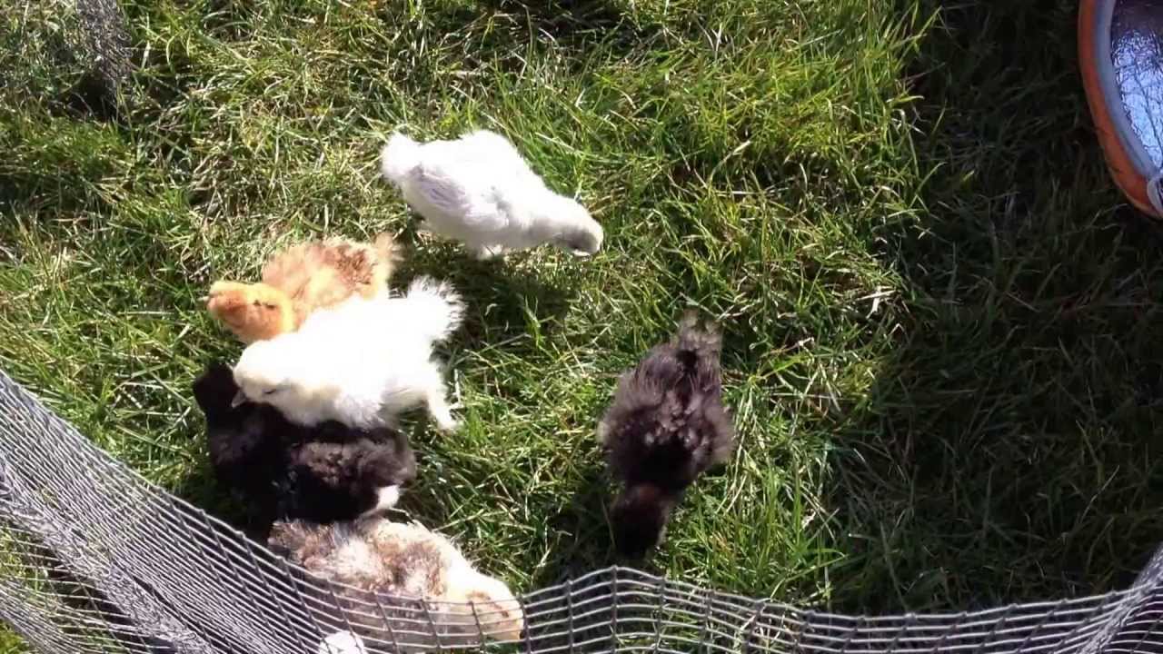 Cochin kriel en zijdehoen kuikentjes - Eerste keer buiten (2013-04-07)
