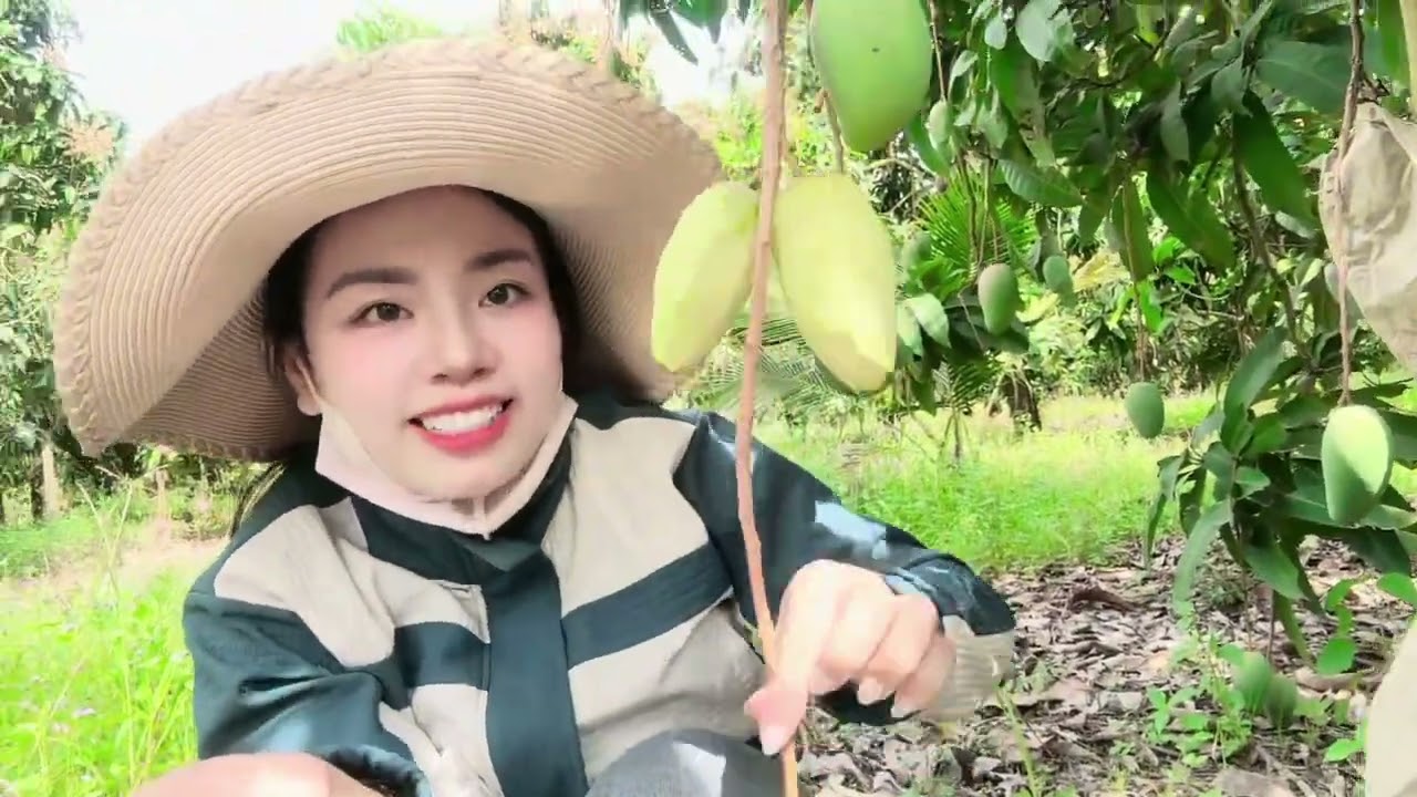 Đi thăm vườn xoài 🥭 cuối năm 'nghĩ ăn Tết 🧧 