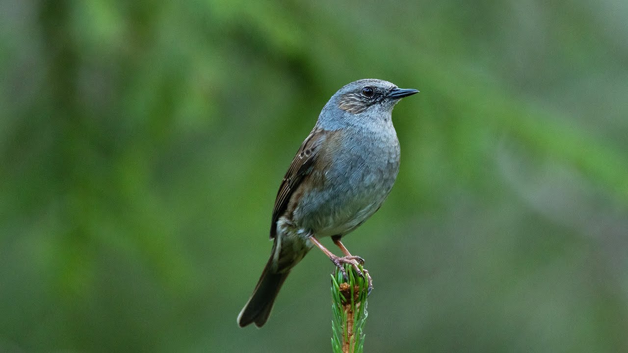 Dunnock singing
