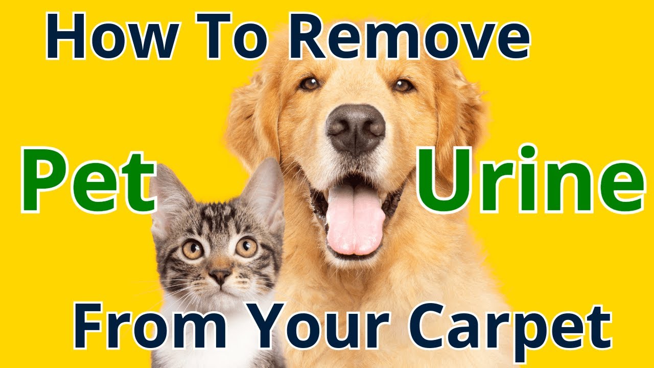 How To Remove Pet Urine From Carpet