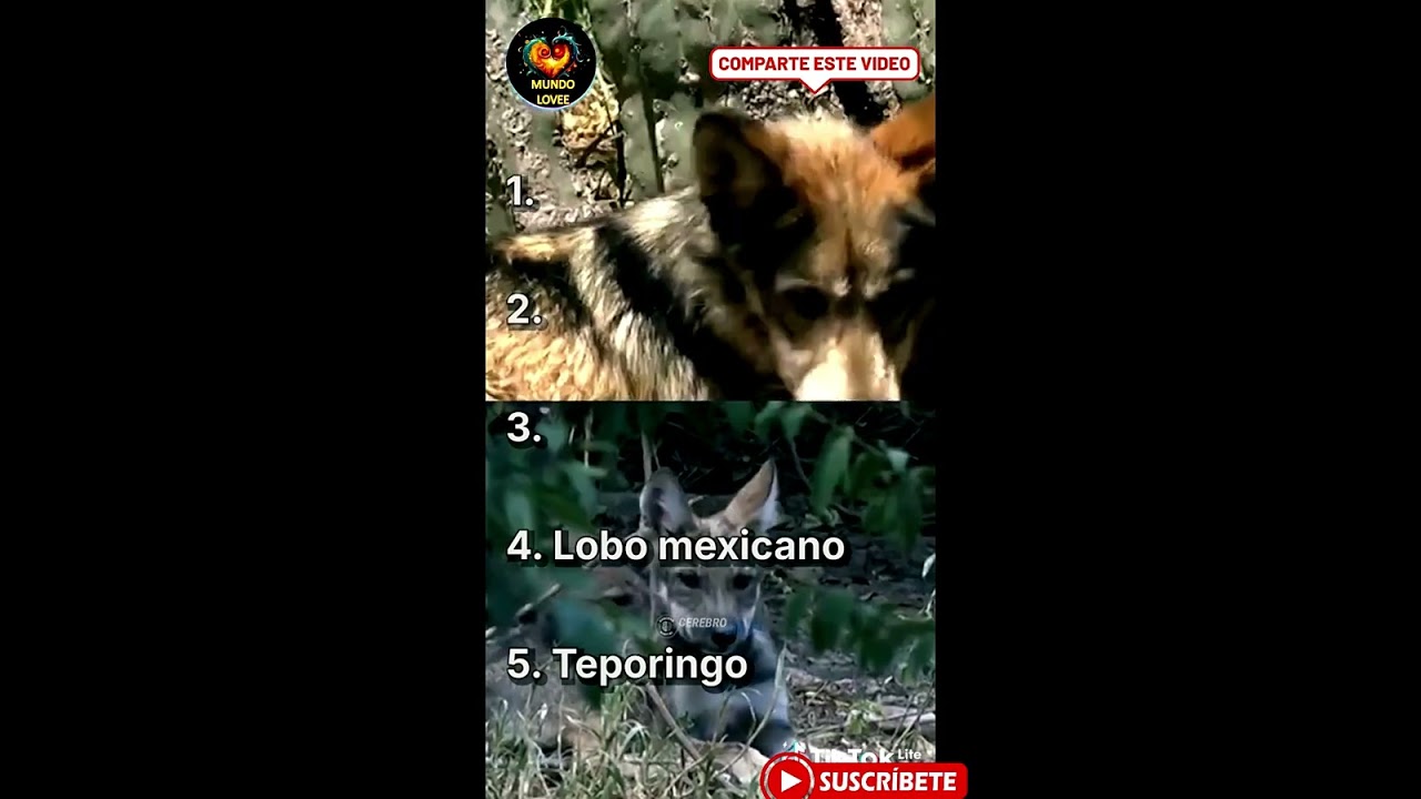 ANIMALES APUNTO DE EXTINGUIRSE 
