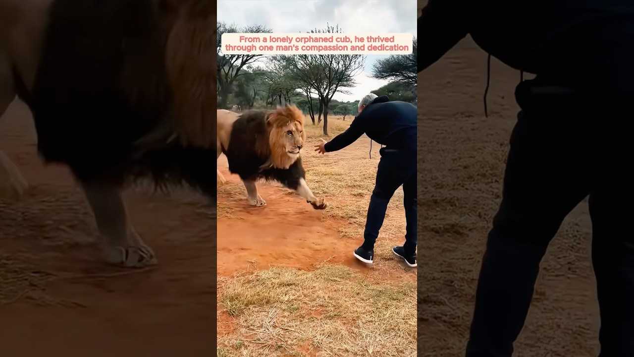 A kind man adopted a lonely lion cub and raised it with love