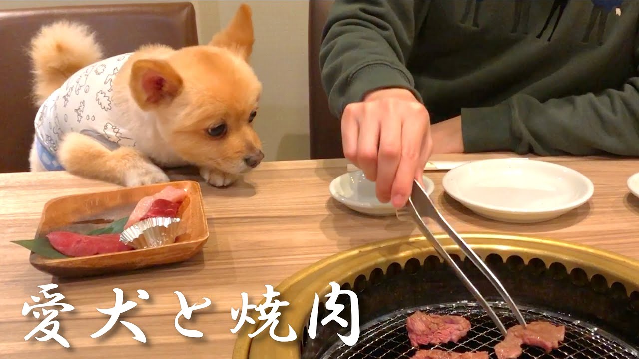 愛犬と一緒に焼肉ができるお店「うしすけ」で焼肉デートしてきました！【肉菜工房うしすけ 台場店】