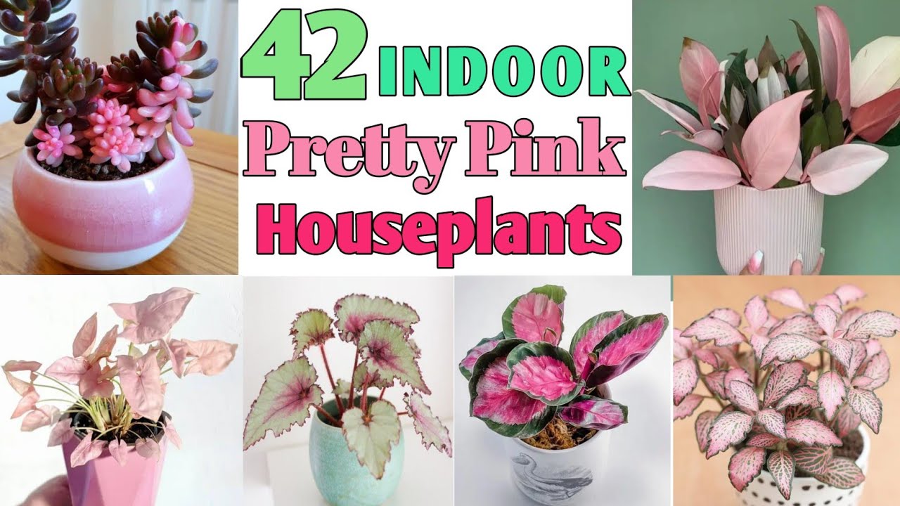 42 Low Sunlight Pretty Pink Plants | Pretty Pink Indoor Plants with Name | Plant and Planting