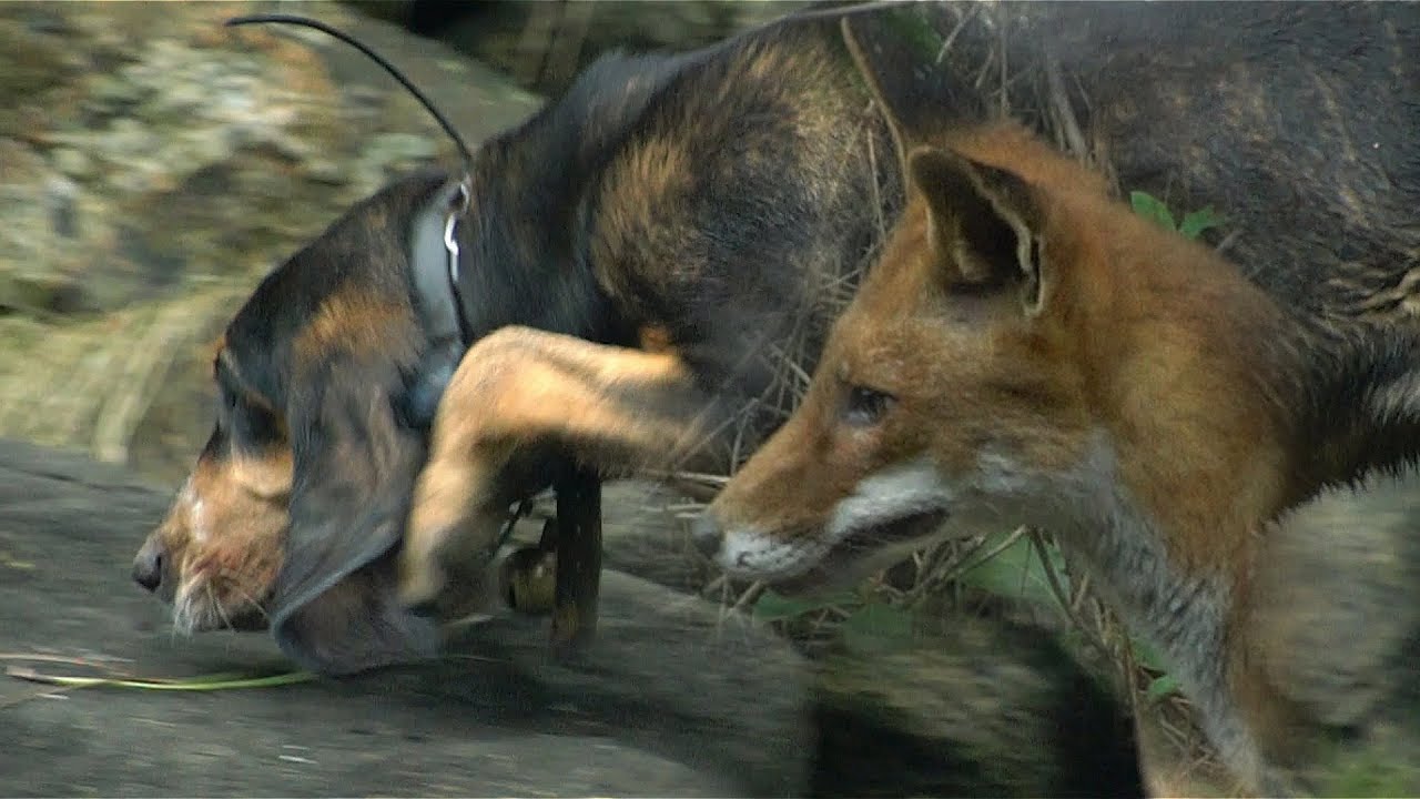 COSTA DA MORTE. EL ZORRO: la caza sin escopeta