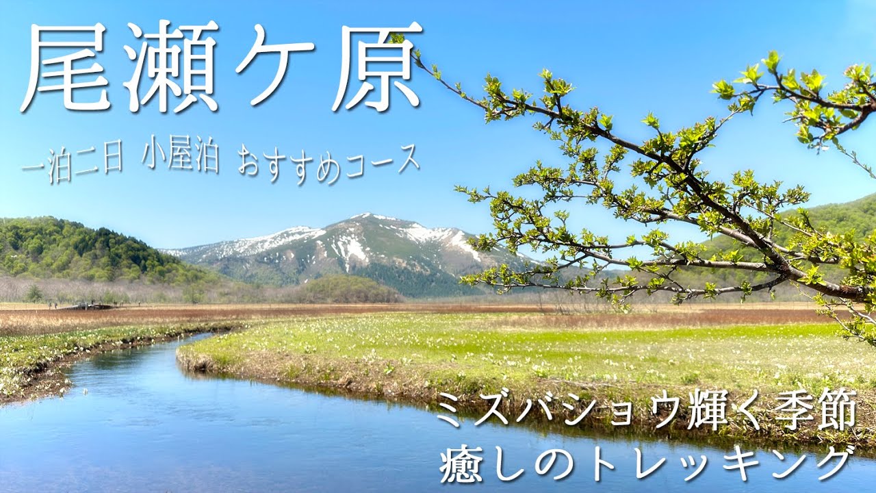 【尾瀬ヶ原ハイキング】満開のミズバショウ✨研究見本園を堪能❤️一泊二日　尾瀬小屋さんに宿泊してきました【鳩待峠～山ノ鼻～研究見本園～竜宮～東電小屋～見晴】2024/5/18~19 4K映像