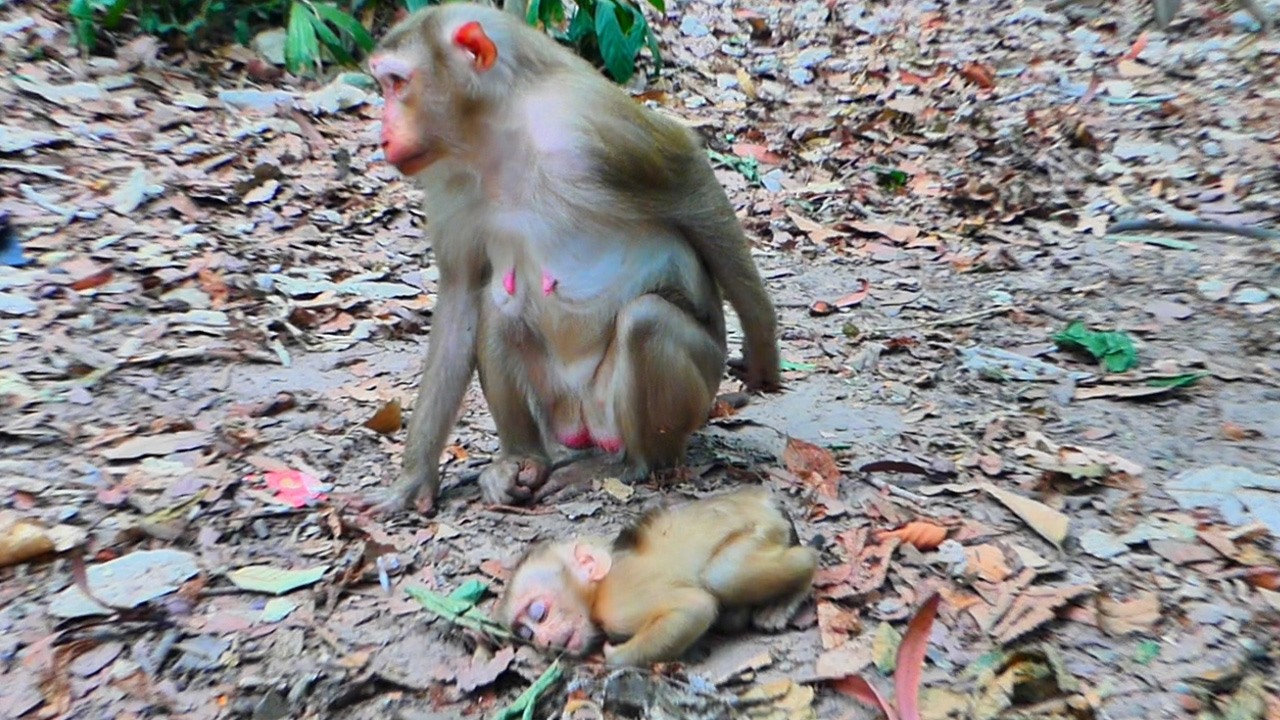 What Happened to Adorable baby monkey can't wake up from the ground | Why mom?