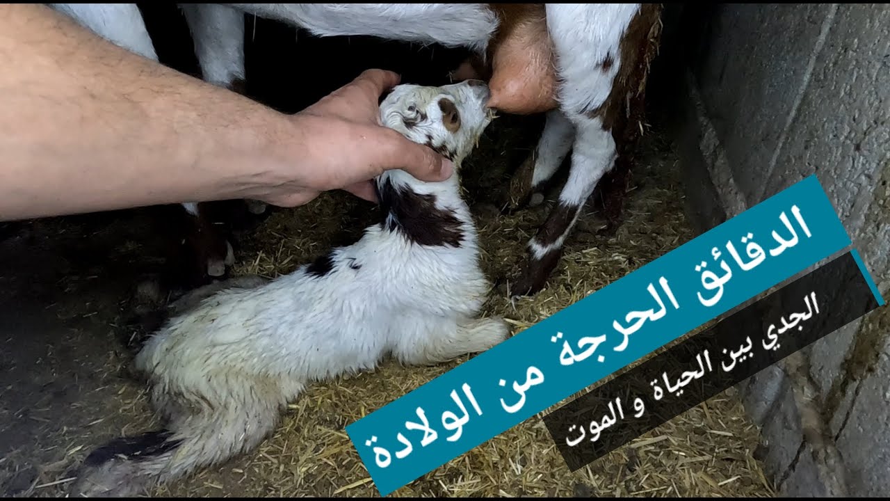 كيفية التعامل مع المواليد الجديدة للماعز و الاعتناء بها في الساعات الأولى من الولادة (170)
