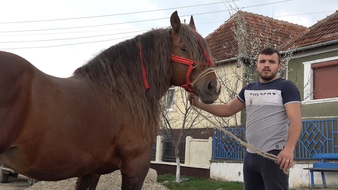 Caii lui Sergiu Sese de la Serghis, Bihor - 2024 Nou!!!