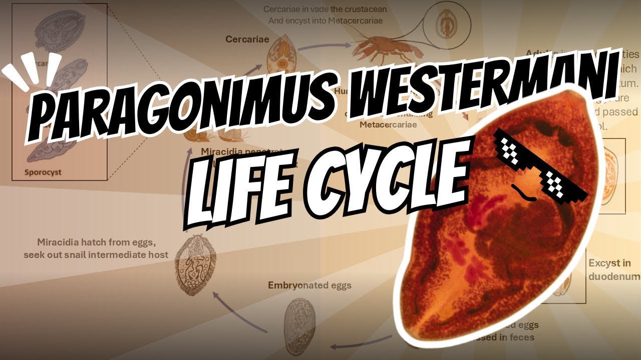 The Life Cycle of Paragonimus westermani 🪱🌿: The Oriental Lung Fluke Explained