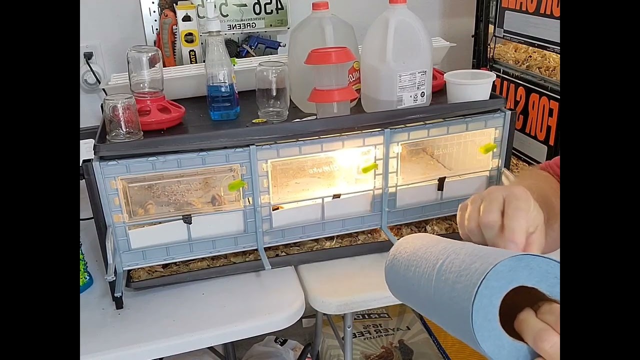 A tour of our Hatching Time Quail cages and Brooder.