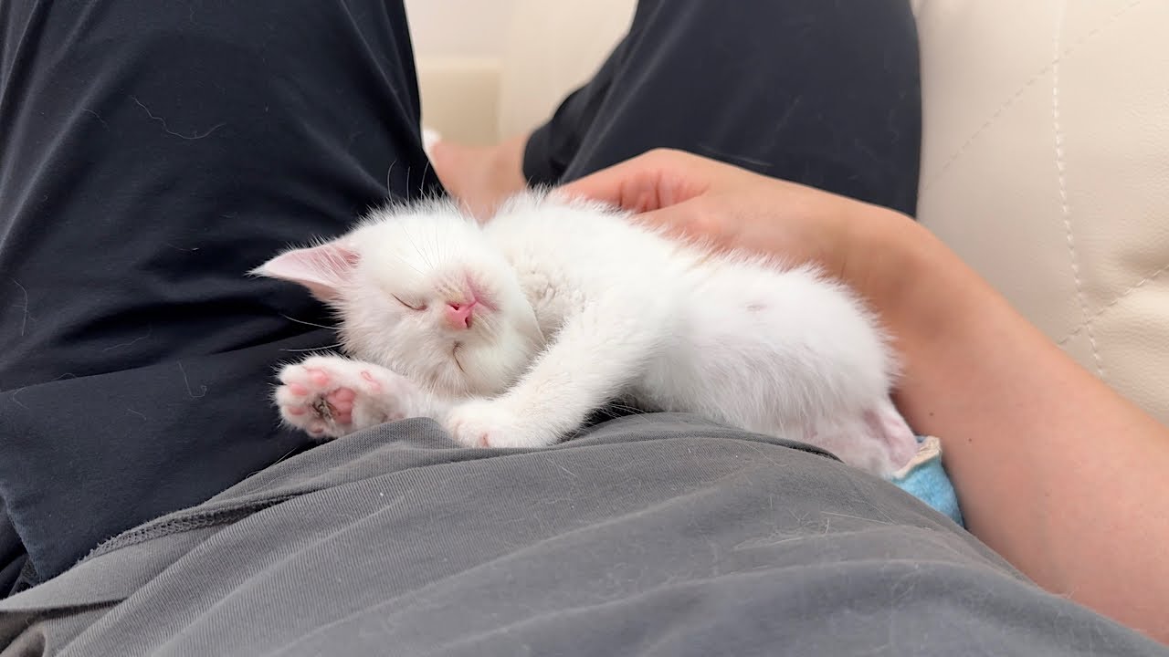 骨折してた生後１ヶ月の子猫を連れて帰って看病したら母猫と認識されて離れなくなっちゃいました…