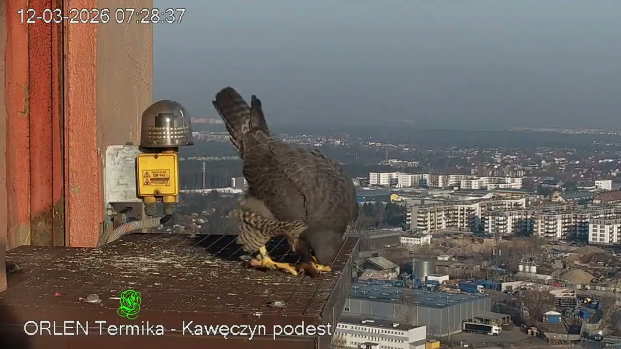 Czarnooka 2026 03 12 sokół wędrowny W-wa Kawęczyn
