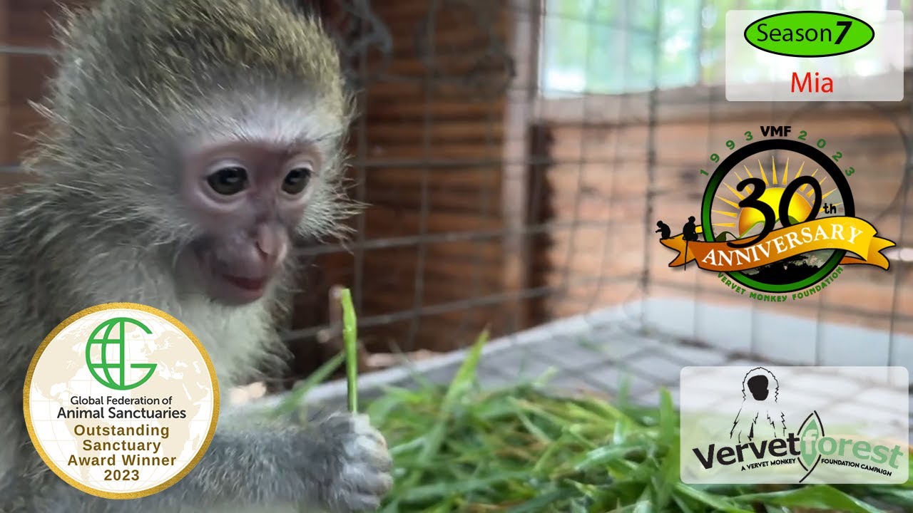 Another baby monkey has lost its mother, and we have been called to retrieve her.