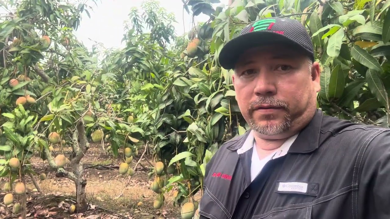 Mango keit (aplicación contra antracnosis)