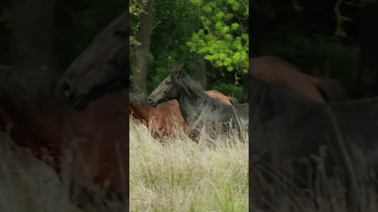 Ostatnie dzikie konie Europy 🌍Film przyrodniczy lektor pl #natura #konie #dokument #przyroda #filmy