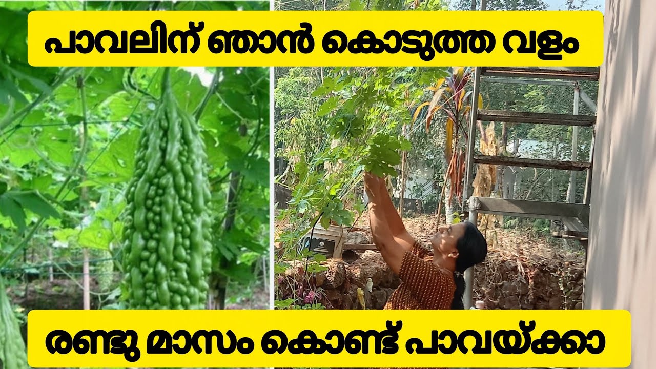 ചാരത്തിനൊപ്പം ഈ രണ്ടു സാധനങ്ങൾ ചേർത്ത് പാവലിന് ഒഴിച്ചാൽ രണ്ട് മാസം കൊണ്ട് വിളവെടുക്കാം 