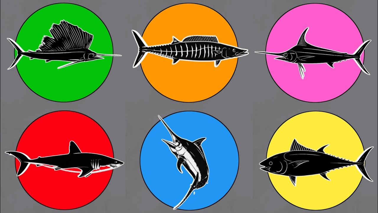 Mengenal Ikan Tercepat di Lautan : Ikan Layar, Marlin Hitam, Tuna Sirip Biru, Ikan Todak, Hiu Mako