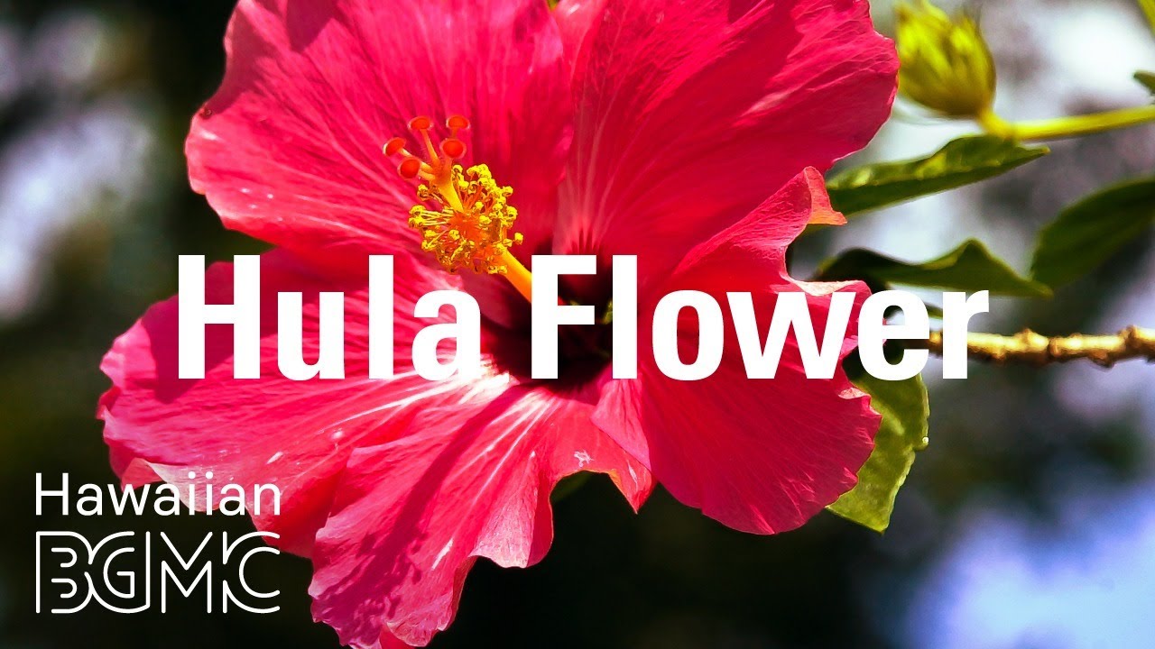 Hula Flower: Beautiful Tropical Music & Relaxing Hawaiian Music LIVE for Paradise Holiday